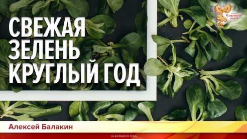 Свежая зелень круглый год