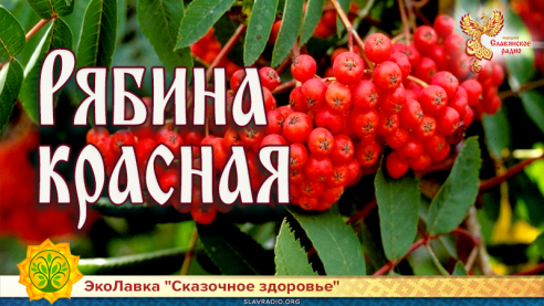 Рябина красная 