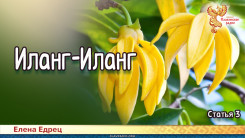 Иланг-Иланг