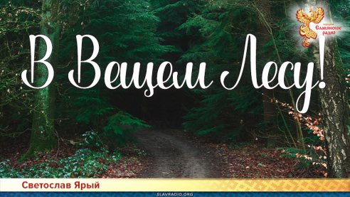 В Вещем Лесу