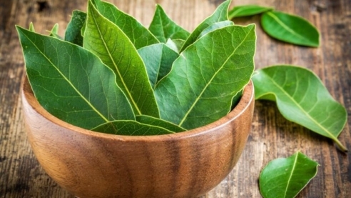 Лавр благородный