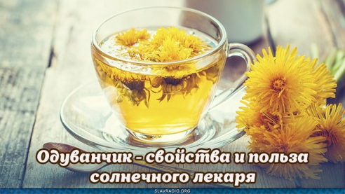 Одуванчик - свойства и польза солнечного лекаря