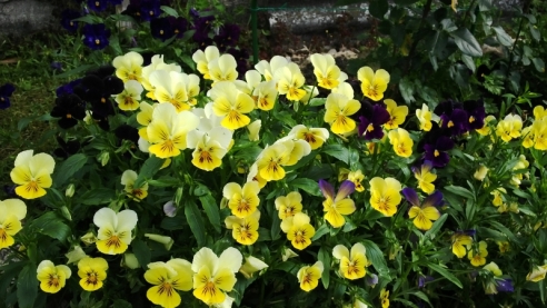 Почему на Руси не дарили сорванных цветов