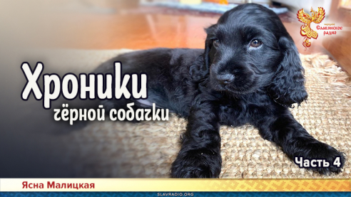 Хроники чёрной собачки. Часть 4