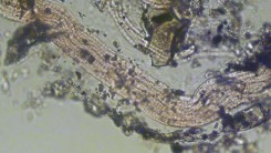 «Волосатые» бактерии подводного вулкана
