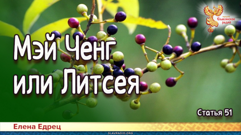 Мэй Ченг или Литсея 
