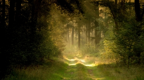 Дорога в Рай заросла травой