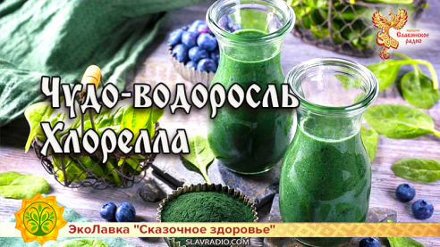  Чудо-водоросль Хлорелла 