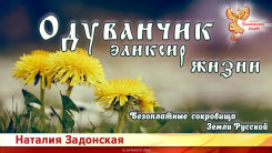 Одуванчик - эликсир жизни