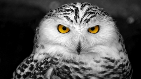 Притча о справедливости