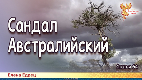 Сандал Австралийский 
