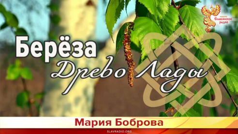 Берёза. Древо Лады