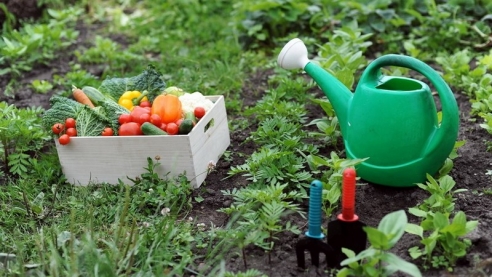 7 способов удобрить огород бесплатно