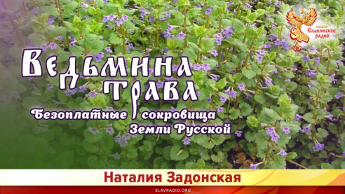 Безоплатные сокровища Земли Русской - Ведьмина трава