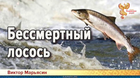 Бессмертный лосось