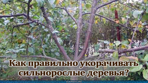 Как правильно укорачивать сильнорослые деревья?