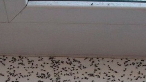 Избавляемся от мошек на кухне