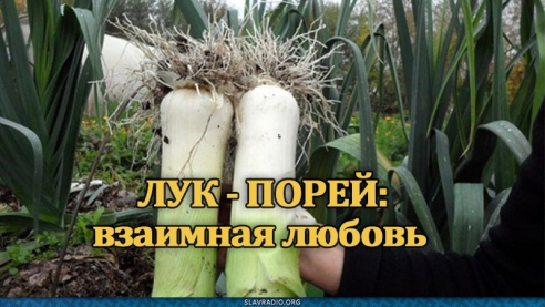 Лук-порей: взаимная любовь