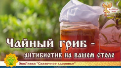 Чайный гриб - антибиотик на вашем столе