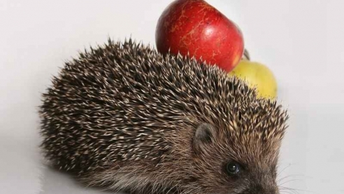 Почему ёж почитался у древних славян