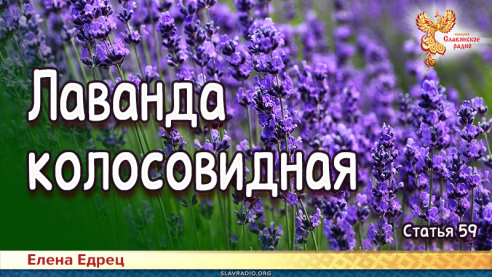 Лаванда колосовидная 
