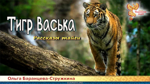 Рассказы тайги. Тигр Васька