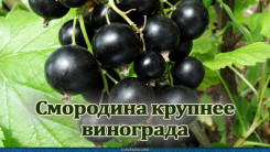 Смородина крупнее винограда
