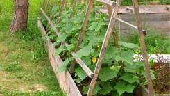 Реакторные грядки