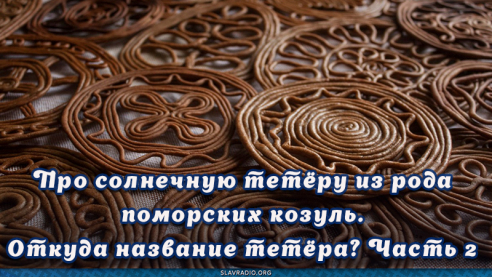 Про солнечную тетёру из рода поморских козуль. Откуда название тетёра? Часть 2
