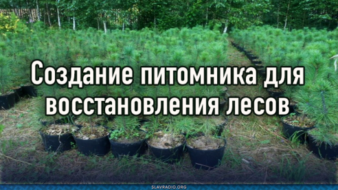 Создание питомника для восстановления лесов
