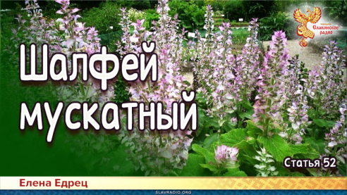 Шалфей мускатный